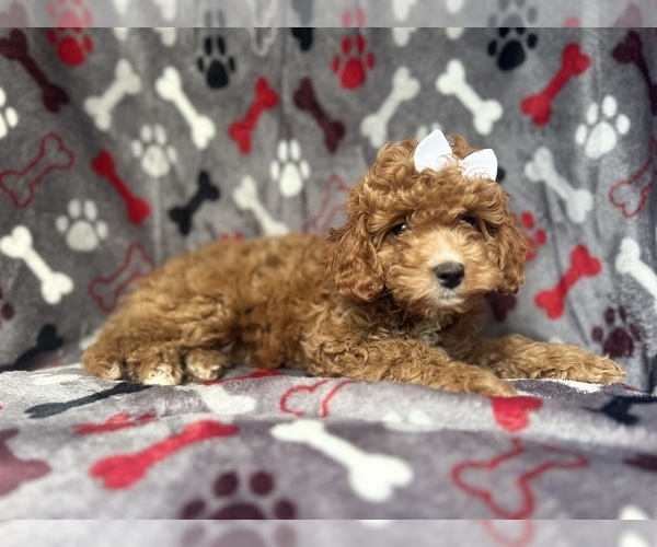 Medium Photo #6 Cavapoo Puppy For Sale in LAKELAND, FL, USA