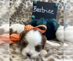 Small #1 Cavalier King Charles Spaniel