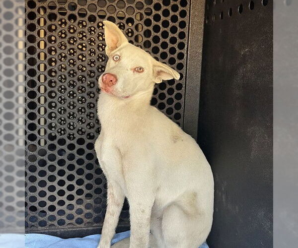 Medium Photo #1 German Shepherd Dog-Unknown Mix Puppy For Sale in Downey, CA, USA