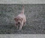 Small Photo #3 Goldendoodle Puppy For Sale in MEMPHIS, MO, USA