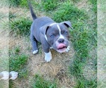 Small Photo #16 American Bully Puppy For Sale in OLYMPIA, WA, USA