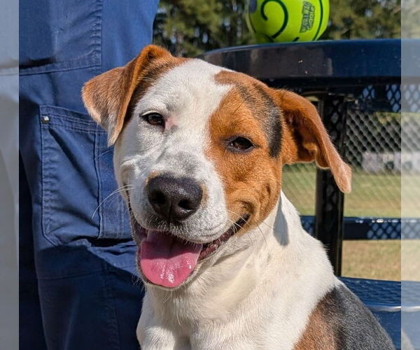 Medium Photo #16 Treeing Walker Coonhound-Unknown Mix Puppy For Sale in Canton, CT, USA