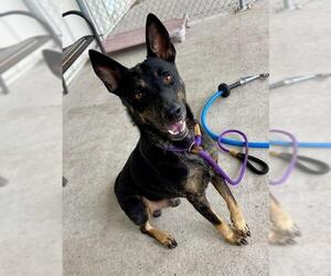 German Shepherd Dog Dogs for adoption in Conroe, TX, USA