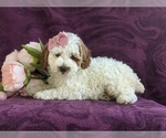 Small Photo #3 Cockapoo-Poodle (Miniature) Mix Puppy For Sale in NEW HOLLAND, PA, USA