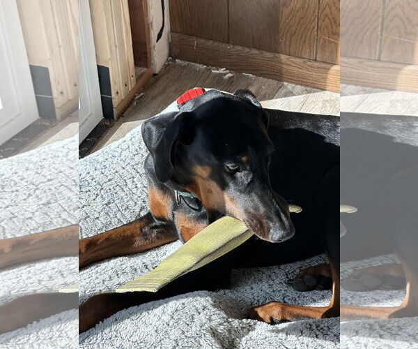 Medium Photo #7 Doberman Pinscher Puppy For Sale in Minneaoplis, MN, USA