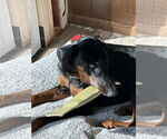 Small #6 Doberman Pinscher