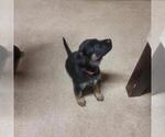 Small Photo #1 German Shepherd Dog Puppy For Sale in CHICAGO, IL, USA