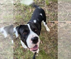 Great Dane-Unknown Mix Dogs for adoption in Dedham, MA, USA