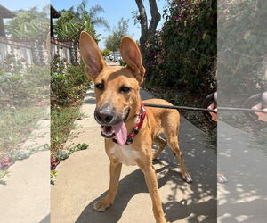 Mutt Dogs for adoption in Newport Beach, CA, USA