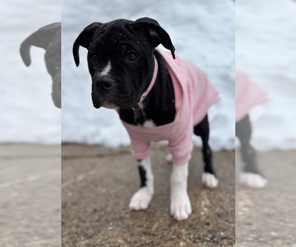 Medium Photo #5 Bulloxer Puppy For Sale in Brights Grove, Ontario, Canada