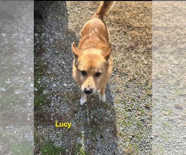 Medium Photo #2 Mutt Puppy For Sale in Westwood, NJ, USA