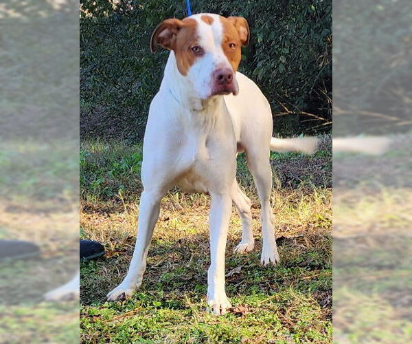 Medium Photo #2 American Pit Bull Terrier-Unknown Mix Puppy For Sale in Wetumpka, AL, USA