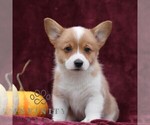 Small Photo #2 Pembroke Welsh Corgi Puppy For Sale in ELLIOTTSBURG, PA, USA