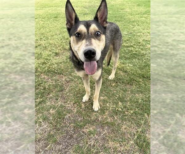 Medium Photo #2 Gerberian Shepsky Puppy For Sale in Corpus Christi, TX, USA