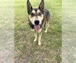 Small #1 Gerberian Shepsky