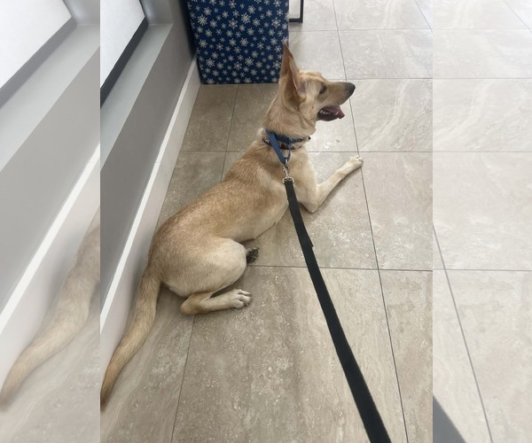 Medium Photo #2 German Shepherd Dog Puppy For Sale in Plantation, FL, USA