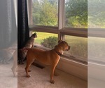 Small Photo #3 Bulldog-Unknown Mix Puppy For Sale in Germantown, OH, USA