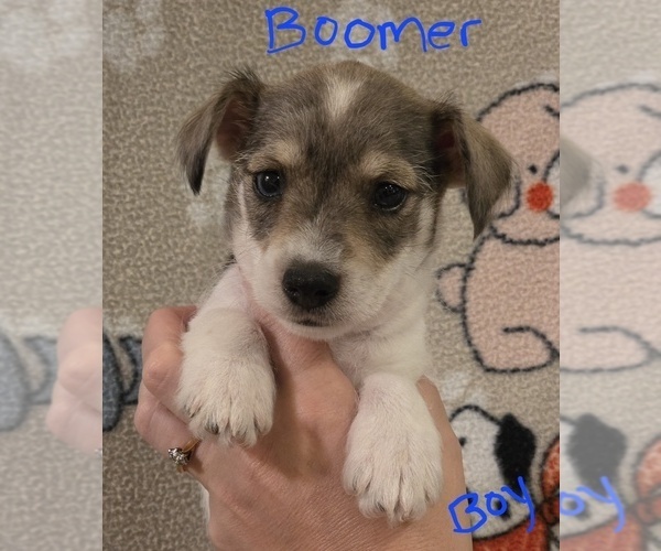 Medium Photo #3 Chizer Puppy For Sale in MONTEZUMA, GA, USA