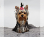 Small #3 Yorkshire Terrier