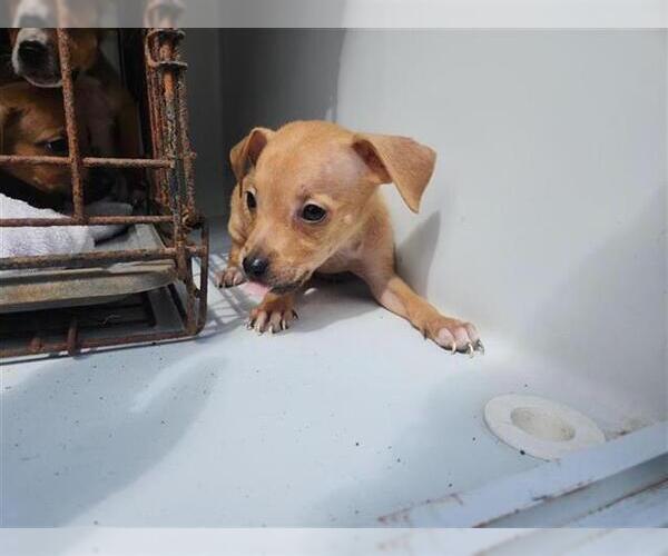 Medium Photo #1 Staffordshire Bull Terrier-Unknown Mix Puppy For Sale in Houston, TX, USA