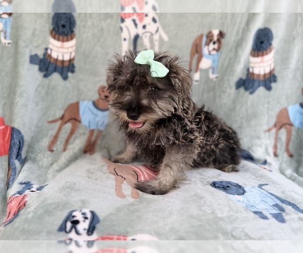 Medium Photo #2 Schnauzer (Miniature) Puppy For Sale in LAKELAND, FL, USA