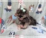 Small #1 Schnauzer (Miniature)