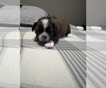 Small Photo #6 Bea-Tzu Puppy For Sale in PARMA, MI, USA