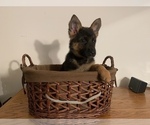 Small Photo #11 German Shepherd Dog Puppy For Sale in BEDFORD, IN, USA