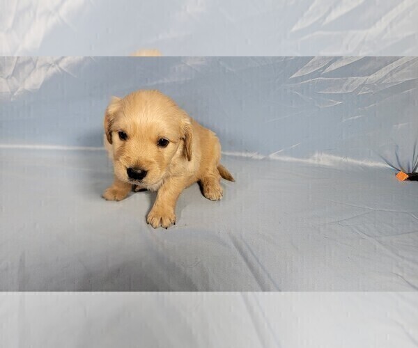 Medium Photo #27 Golden Retriever Puppy For Sale in BLACK FOREST, CO, USA