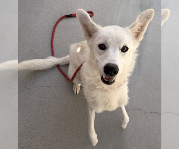 Medium Photo #3 Mutt Puppy For Sale in Salinas, CA, USA