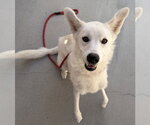 Small #2 Mutt
