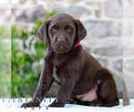 Small #2 Labrador Retriever