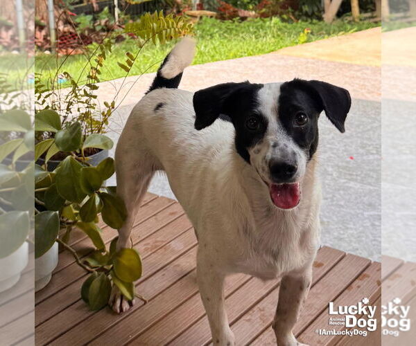 Medium Photo #2 Jack Russell Terrier-Unknown Mix Puppy For Sale in Washington, DC, USA