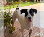 Small #1 Jack Russell Terrier Mix