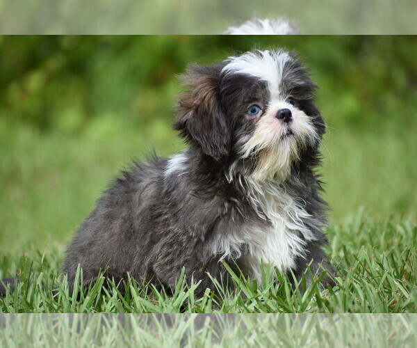Medium Photo #2 Shih Tzu Puppy For Sale in PALM COAST, FL, USA