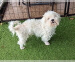 Small #3 Bichon Frise Mix