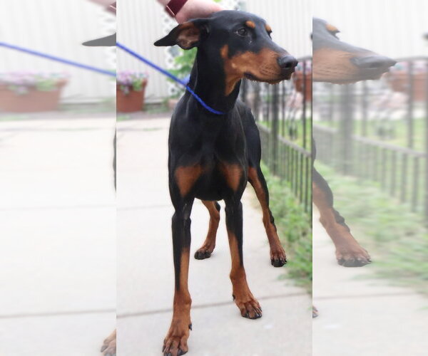 Medium Photo #3 Doberman Pinscher Puppy For Sale in Omaha, NE, USA