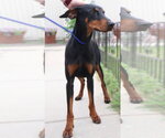 Small #2 Doberman Pinscher