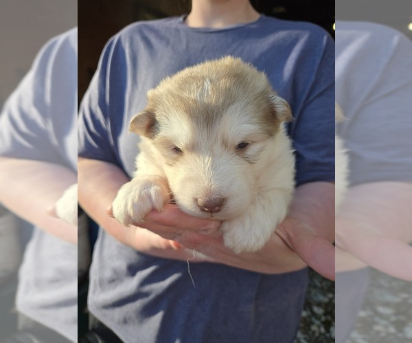 Medium Photo #5 Alaskan Malamute Puppy For Sale in CRIVITZ, WI, USA