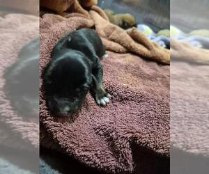 Dachshund-Unknown Mix Dogs for adoption in San Antonio, TX, USA