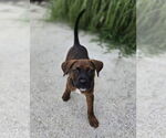 Small #3 Chihuahua Mix
