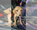 Small #4 Poodle (Miniature)