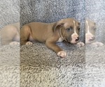 Puppy Steve Rogers American Bully