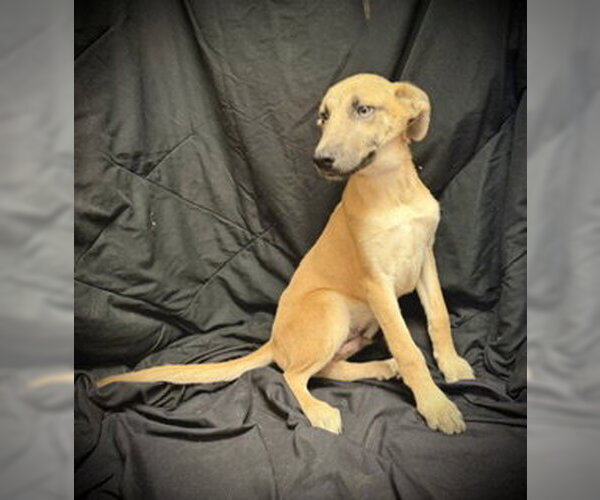 Medium Photo #2 Mutt Puppy For Sale in Pleasanton, TX, USA