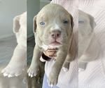 Puppy 8 American Pit Bull Terrier