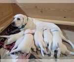 Small Photo #24 Labrador Retriever Puppy For Sale in LOGAN, UT, USA