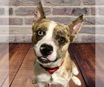 Small #13 Catahoula Leopard Dog Mix