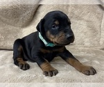 Small #18 Doberman Pinscher