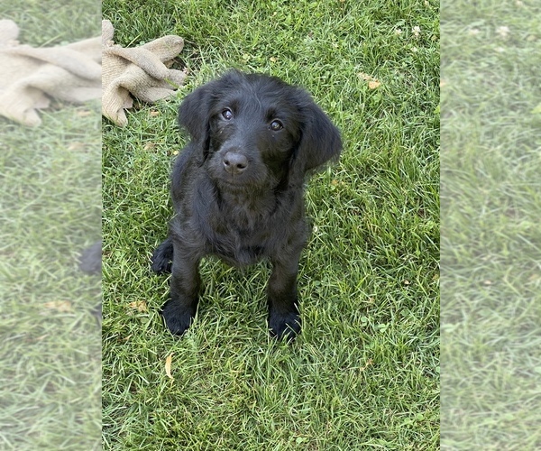 Medium Photo #7 Labradoodle Puppy For Sale in JONES, MI, USA