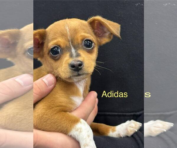 Medium Photo #1 Beagle-Unknown Mix Puppy For Sale in Turlock, CA, USA